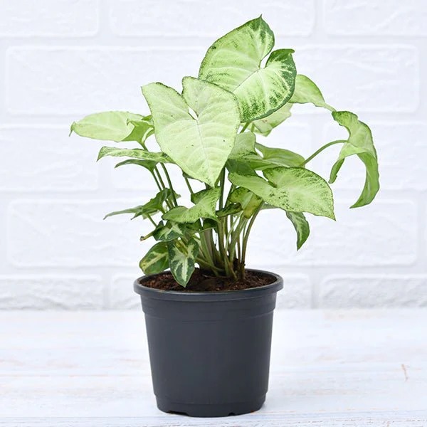 Syngonium variegated - Plant image