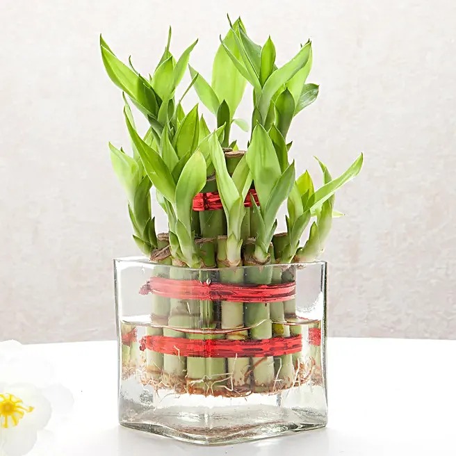 Square Vase 2 Layer Bamboo Plant image